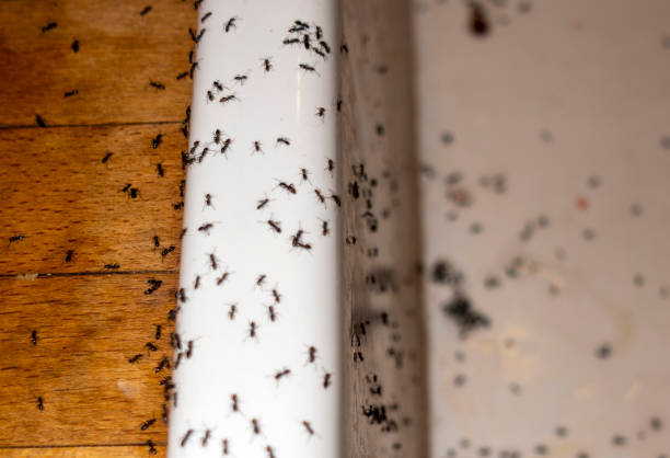 Best Spider Control Near Me  in Liberty Hill, TX